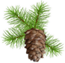 Christmas Tree Branch Hanging Pine Cone Sticker
