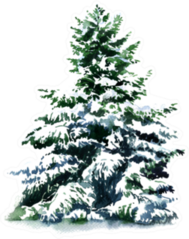 Christmas Tree Covered Snow In Winter Sticker