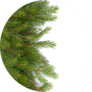 Christmas Tree Green Framework Sticker