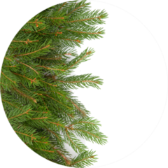 Christmas Tree Green Framework Sticker