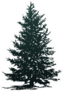 Christmas Tree Silhouette Sticker