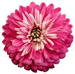 Chrysanthemum Bright Pink Flower Sticker
