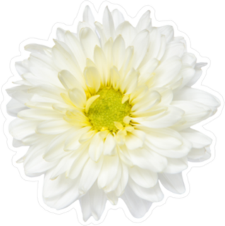 Chrysanthemum Top View Sticker