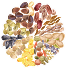 Circle Of Seeds Sticker