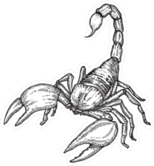 Classic Engraving Of Scorpion Sticker