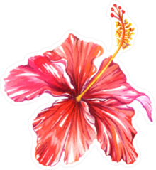 Classic Orange Hibiscus Flower Sticker
