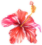 Classic Orange Hibiscus Flower Sticker