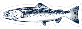 Classic Trout Sticker