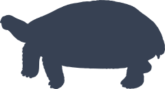 Classic Turtle Shape Sticker