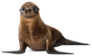 Classic Young Sea Lion Sticker