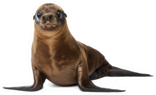 Classic Young Sea Lion Sticker