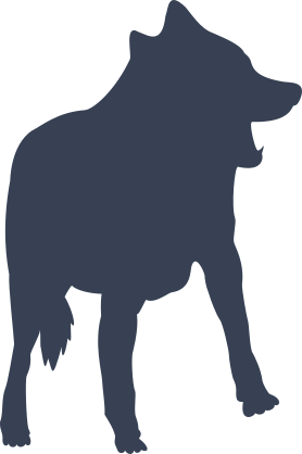 Clever Wolf Coyote Sticker