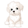 Clipart Maltese Sticker