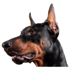 Close Doberman Head Sticker