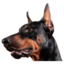 Close Doberman Head Sticker
