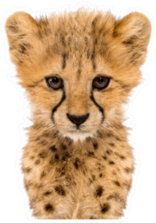 Close-up Cheetah Cub Sticker