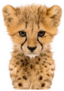Close-up Cheetah Cub Sticker