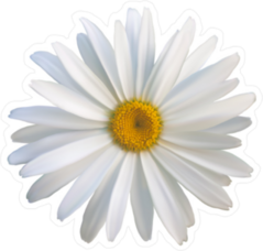 Close Up Daisy Flower Sticker