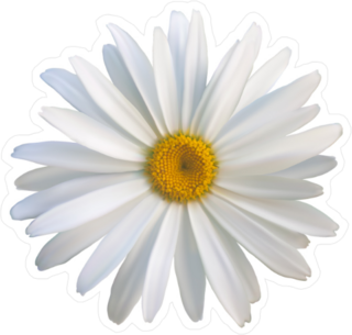 Close Up Daisy Flower Sticker