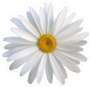 Close Up Daisy Flower Sticker