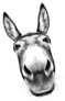 Close Up Donkey Head Sticker