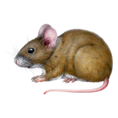 Close Up Mouse Sticker
