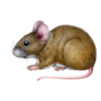 Close Up Mouse Sticker