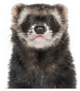 Close-up Of A Ferret Sticker