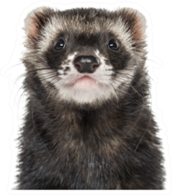Close-up Of A Ferret Sticker