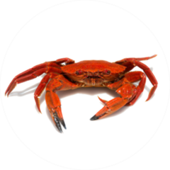 Close-up Of A Galician Velvet Crab Sticker
