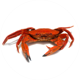 Close-up Of A Galician Velvet Crab Sticker