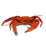 Close-up Of A Galician Velvet Crab Sticker
