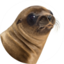 Close-up Of A Young California Sea Lion Sticker