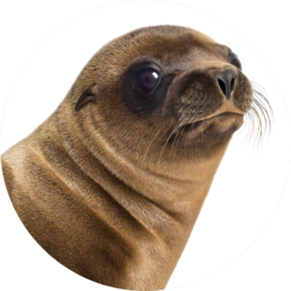 Close-up Of A Young California Sea Lion Sticker
