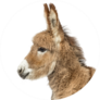 Close-up Of A Young Provence Donkey Sticker