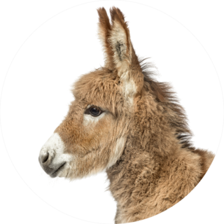 Close-up Of A Young Provence Donkey Sticker