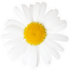 Close Up of Chamomile Sticker