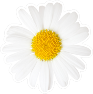 Close Up of Chamomile Sticker