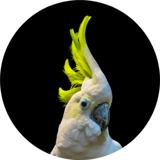 Close Up Of Yellow Crested Cockatoo Sticker