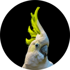 Close Up Of Yellow Crested Cockatoo Sticker