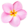 Close Up Pink Frangipani Plumeria Flower Sticker