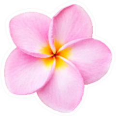 Close Up Pink Frangipani Plumeria Flower Sticker