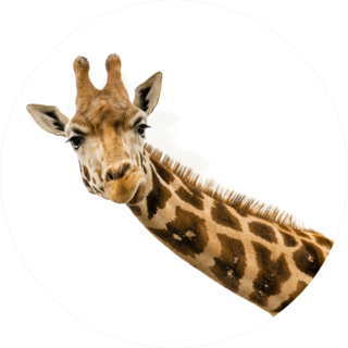 Close Up Shot Of Giraffe Head Sticker