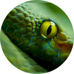 Close Up View Of A Dangerous Green Snake Sticker
