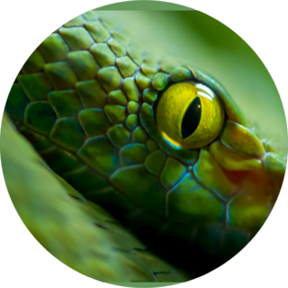 Close Up View Of A Dangerous Green Snake Sticker