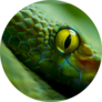 Close Up View Of A Dangerous Green Snake Sticker