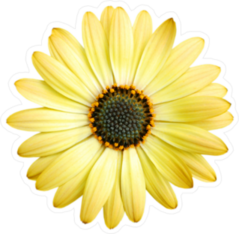 Close Up Yellow Daisy Sticker