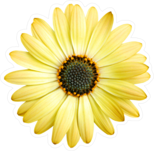 Close Up Yellow Daisy Sticker