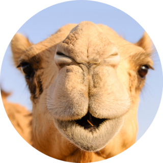 Closeup Of A Camels Nose And Mouth Sticker