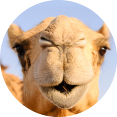 Closeup Of A Camels Nose And Mouth Sticker